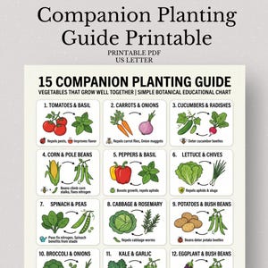 May include: A printable companion planting guide featuring 15 vegetable pairings. The chart includes illustrations of tomatoes and basil, carrots and onions, cucumbers and radishes, and more. The guide is a simple botanical educational chart.