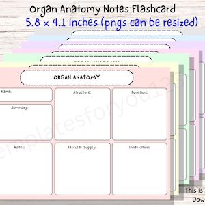 Organ Anatomy Notes Flashcard Template, Organ Anatomy Structure Notes Flashcards, Organ Anatomy, Organ Structure, Organ Function, Vascular