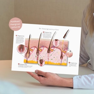 Haargroeicyclus, huidanatomie, huidanatomie, huidafbeelding, anatomieposter, cadeau medisch student, dermatoloog, huidtherapeut