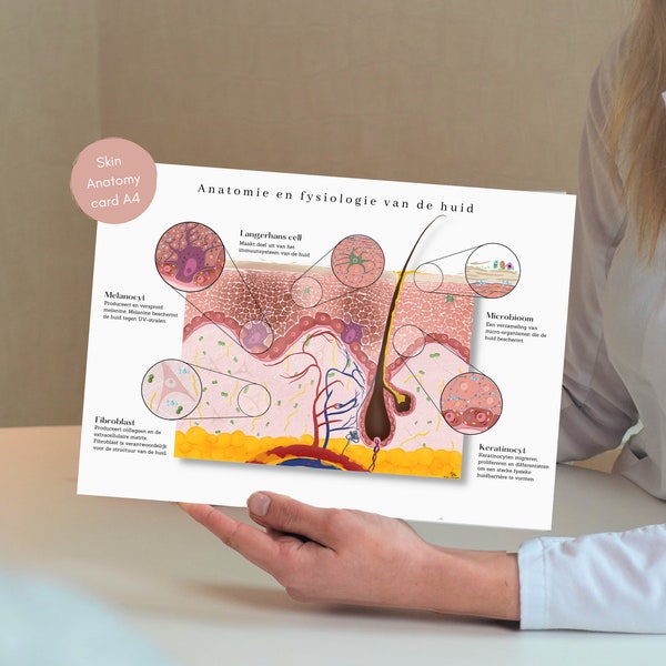 Huid Anatomie, Skin anatomy, Skin graphic, Anatomy poster, Skin intruction card, Medische student gift, Dermatoloog, Huidtherapeut