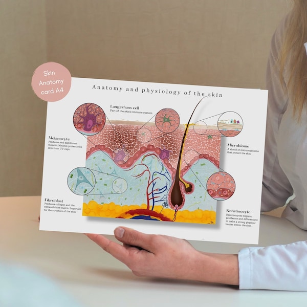 Anatomie de la peau, Anatomie de la peau, Graphique de la peau, Affiche d’anatomie, Carte d’intruction de la peau, Cadeau d’étudiant en médecine, Dermatologue, Thérapeute de la peau