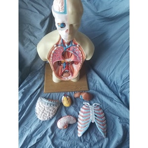 Puede incluir: Un modelo anatómico de plástico del torso humano, que muestra los órganos internos y el sistema esquelético. El modelo está desmontado, con los órganos y los huesos dispuestos sobre una superficie azul. Los órganos están pintados en colores realistas, y los huesos son blancos.