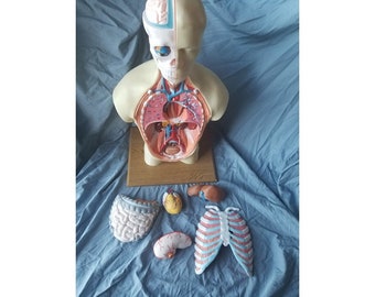 Human Body Parts / Anatomy STL Files For 3D Printers