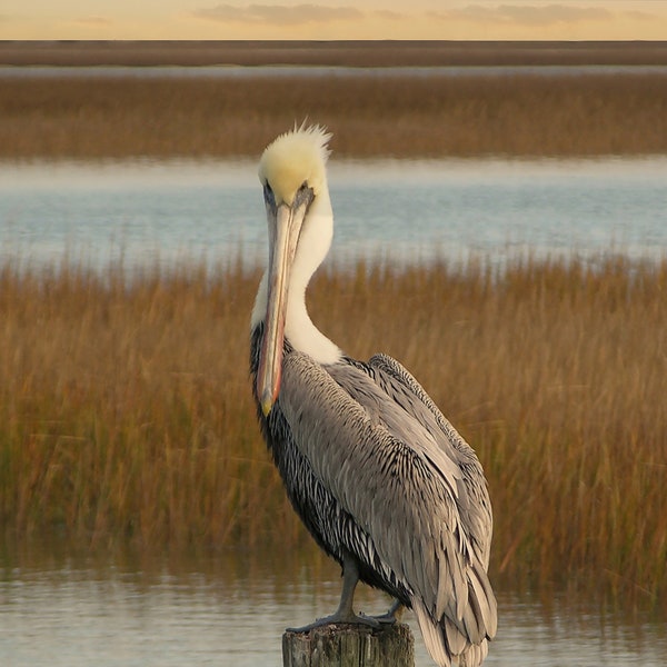 Atlantic Brown Pelican Print, Digital Download, Bird Photography, Printable Wall Art