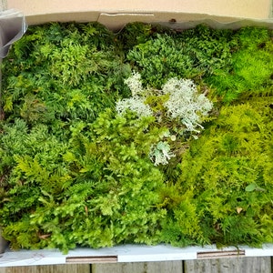 Moss/ Live Moss sheet/ Mixsed Moss box/ Moss started kit/ Garden Moss/ Terrarium, Fresh Moss, Mossarium | Terrarium Supplies, Organics Moss