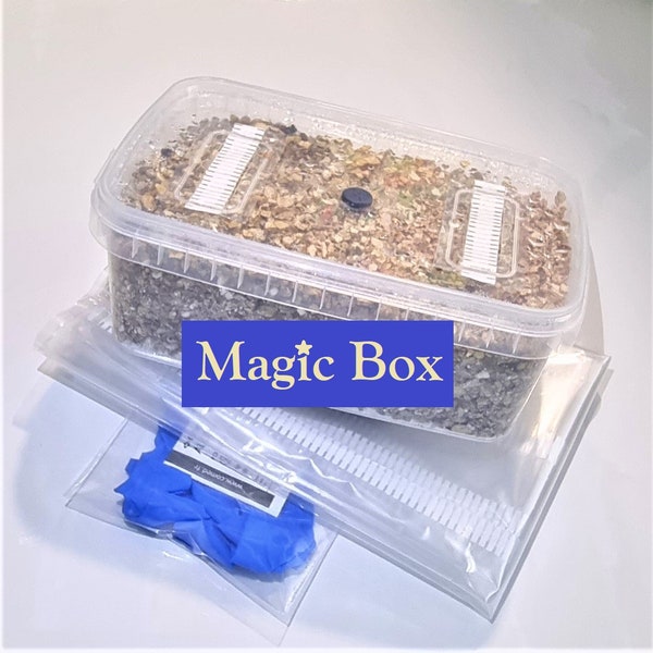 Magic Mushroom Grow Kit Etsy