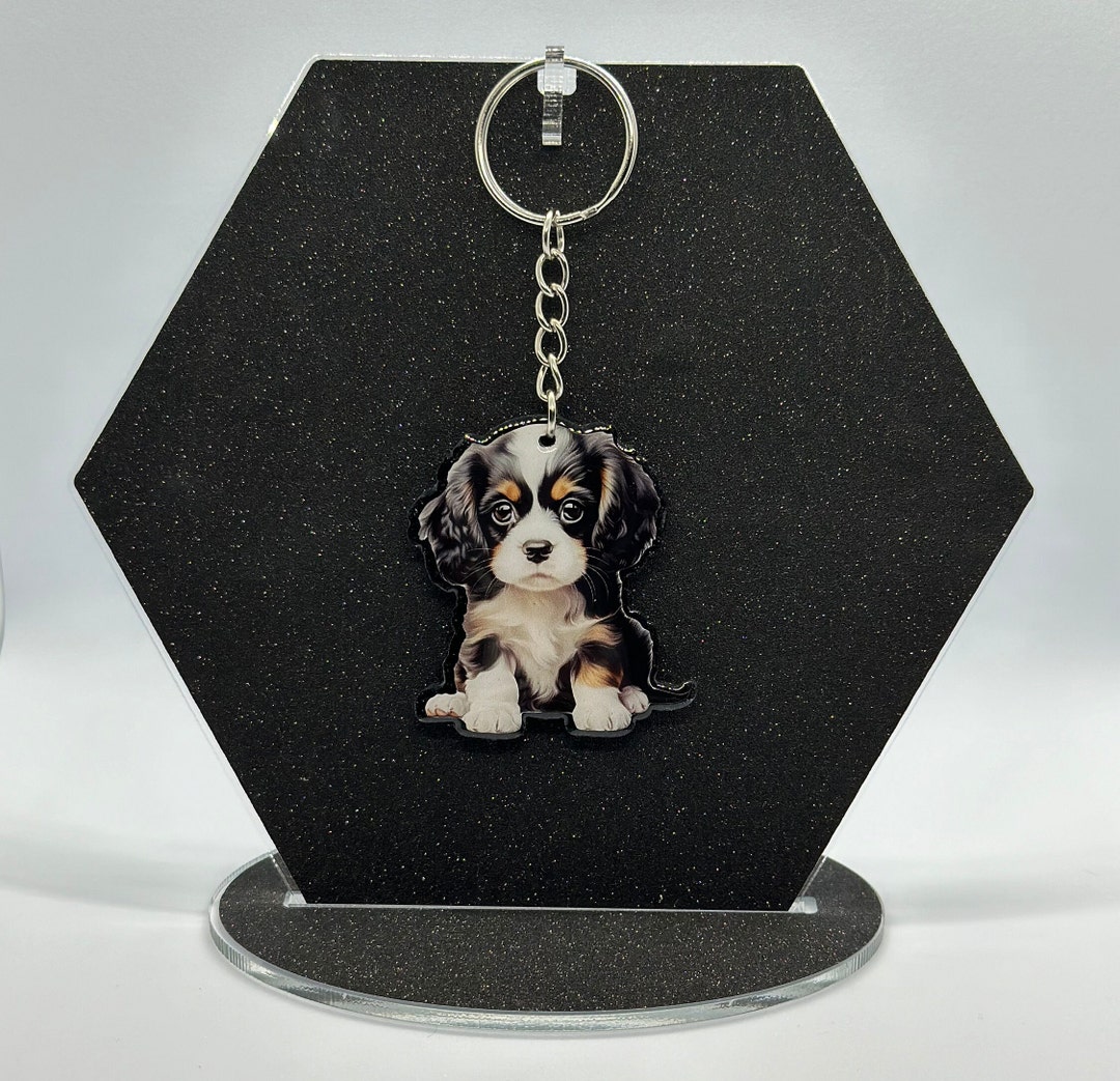 Adorable White and Brown Cavalier King Charles Spaniel Lying in the
