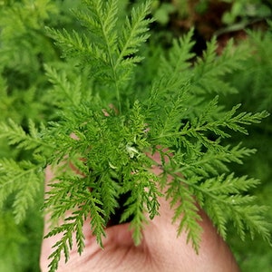 Bio Artemisia Annua Bild 5