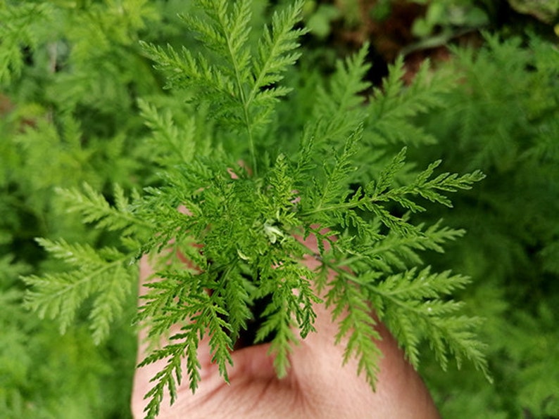 Bio Artemisia Annua Bild 5