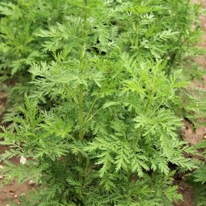 Organic Artemisia Annua image 6