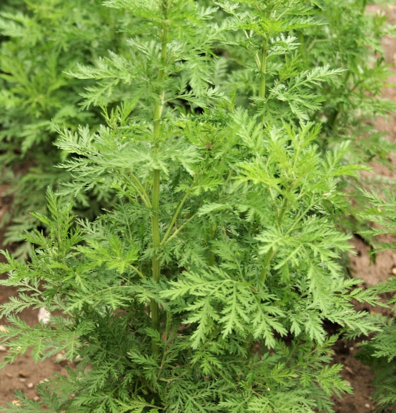 Organic Artemisia Annua image 6