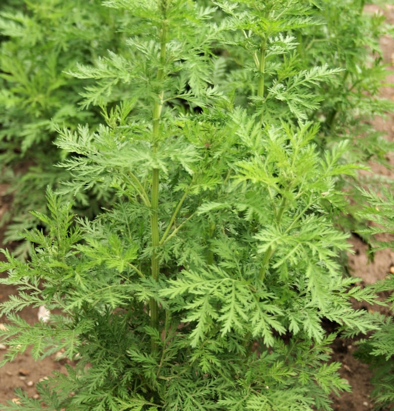 Bio Artemisia Annua Bild 6