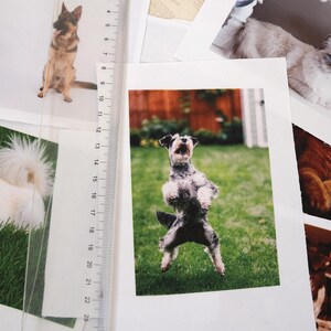 May include: A selection of printed photographs showcasing pets. One image captures a dog standing on its hind legs in a garden. Other photos include a German Shepherd, a white dog, and a cat. A clear ruler is partially visible.