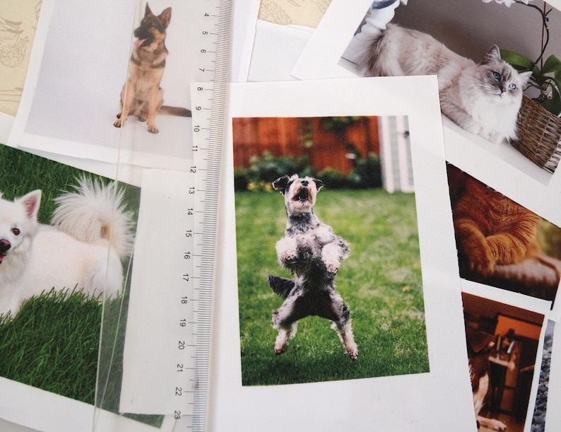 May include: A selection of printed photographs showcasing pets. One image captures a dog standing on its hind legs in a garden. Other photos include a German Shepherd, a white dog, and a cat. A clear ruler is partially visible.