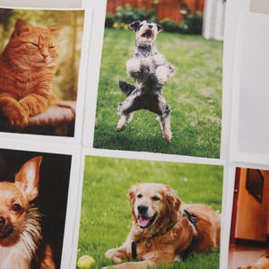 May include: A selection of square prints showcasing pets. An orange tabby cat is seen relaxing in one print. Other prints feature dogs of different breeds, including a terrier jumping in the air and a golden retriever on grass.