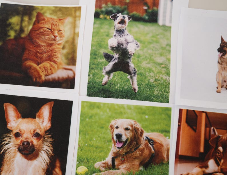 May include: A selection of square prints showcasing pets. An orange tabby cat is seen relaxing in one print. Other prints feature dogs of different breeds, including a terrier jumping in the air and a golden retriever on grass.