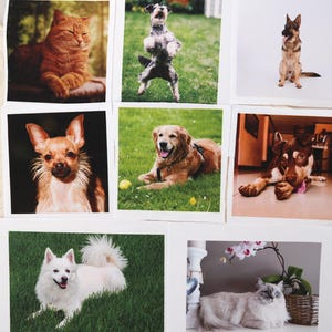 May include: A selection of square prints showcasing pets. The images depict a ginger cat, a dog on its hind legs, a German Shepherd, a Chihuahua, a Golden Retriever, a brown and white dog, a white dog, and a Ragdoll cat.