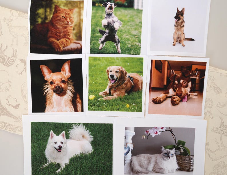 May include: A selection of square prints showcasing pets. The images depict a ginger cat, a dog on its hind legs, a German Shepherd, a Chihuahua, a Golden Retriever, a brown and white dog, a white dog, and a Ragdoll cat.