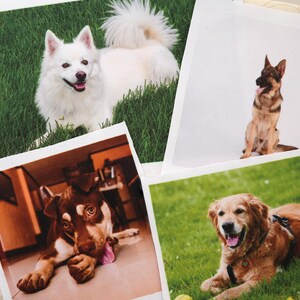 May include: Four square photographs of dogs. A white dog with a fluffy tail lies in green grass. A German Shepherd sits with its tongue out. A brown dog with a pink tongue lies on a floor. A golden retriever lies in grass.