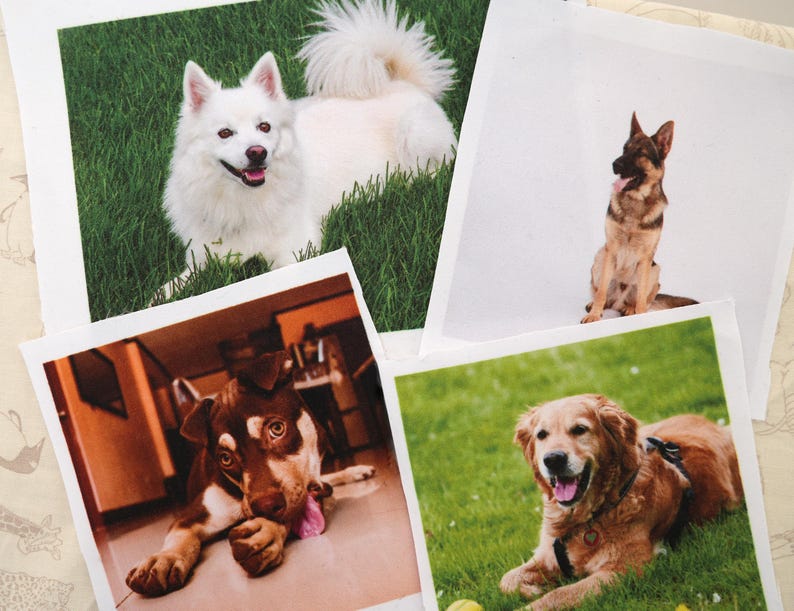 May include: Four square photographs of dogs. A white dog with a fluffy tail lies in green grass. A German Shepherd sits with its tongue out. A brown dog with a pink tongue lies on a floor. A golden retriever lies in grass.