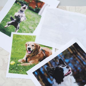 May include: Photographs of dogs, including a Golden Retriever, a Border Collie, and a Schnauzer. The dogs are in different poses, some on grass. A blank white rectangle is also present.