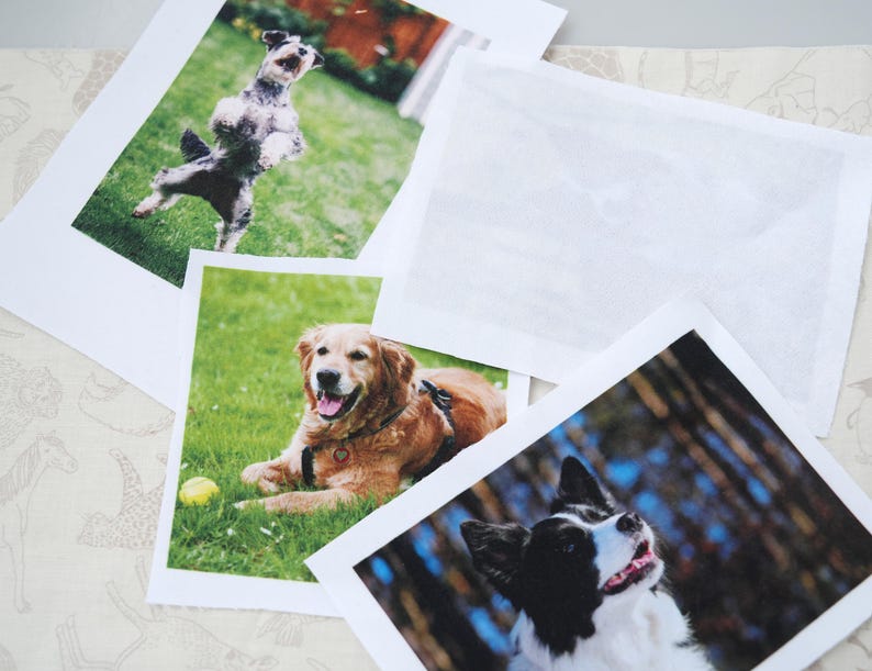 May include: Photographs of dogs, including a Golden Retriever, a Border Collie, and a Schnauzer. The dogs are in different poses, some on grass. A blank white rectangle is also present.