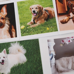 May include: A selection of framed photographs displaying different pets. The images include a Chihuahua, a Golden Retriever with a tennis ball, a brown and white dog, a white dog, and a Ragdoll cat with blue eyes and a flower.