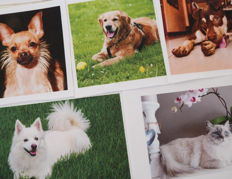 May include: A selection of framed photographs displaying different pets. The images include a Chihuahua, a Golden Retriever with a tennis ball, a brown and white dog, a white dog, and a Ragdoll cat with blue eyes and a flower.
