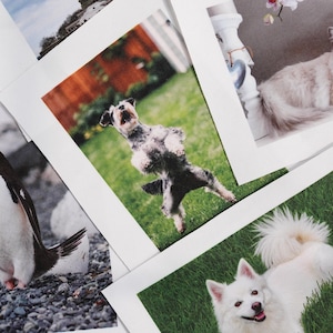 May include: A selection of printed photographs showcasing different animals. Included are images of a penguin on a stony surface, a dog standing upright, a fluffy white dog, and a cat. The photos are arranged on a white background.