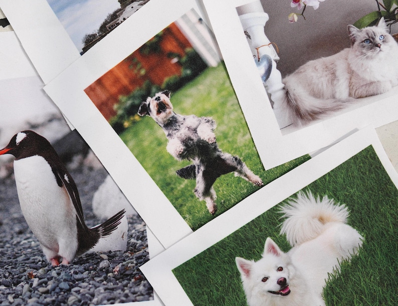 May include: A selection of printed photographs showcasing different animals. Included are images of a penguin on a stony surface, a dog standing upright, a fluffy white dog, and a cat. The photos are arranged on a white background.