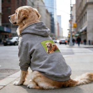 May include: A golden retriever wearing a grey hoodie with a photo of a dog on the back, sitting on a pavement in a city. The dog is facing left, with a blurred city street in the background.