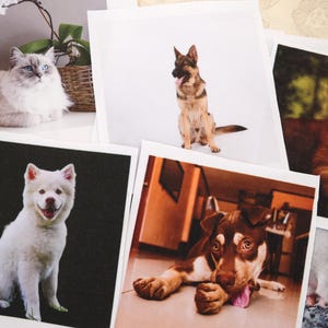May include: A selection of printed photographs showcasing pets. The images include a fluffy cat with blue eyes, a German Shepherd, a white dog, a brown and white dog, and a cat with orange fur.