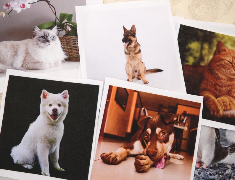 May include: A selection of printed photographs showcasing pets. The images include a fluffy cat with blue eyes, a German Shepherd, a white dog, a brown and white dog, and a cat with orange fur.