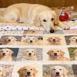 Könnte beinhalten: Ein Golden Retriever liegt auf einer Patchwork-Decke mit Bildern von Golden Retrievern. Der Hund hat eine hellgoldene Farbe, mit einem roten Plüschtier im Hintergrund. Die Decke hat eine Vielzahl von Quadraten mit verschiedenen Bildern des Hundes.