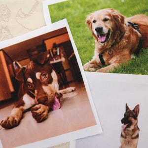 May include: Three polaroid-style photographs featuring dogs. One shows a brown and white dog with its tongue out. Another depicts a golden retriever lying in grass. The third shows a German Shepherd.