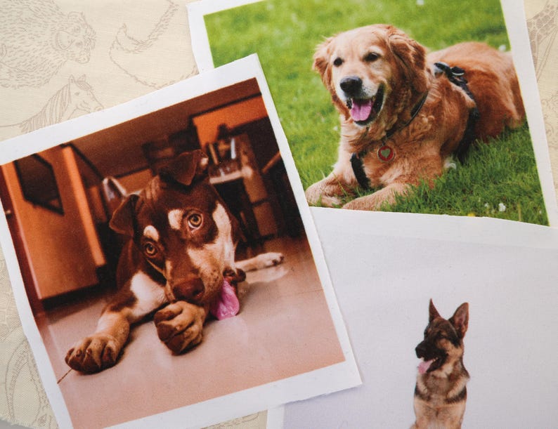 May include: Three polaroid-style photographs featuring dogs. One shows a brown and white dog with its tongue out. Another depicts a golden retriever lying in grass. The third shows a German Shepherd.
