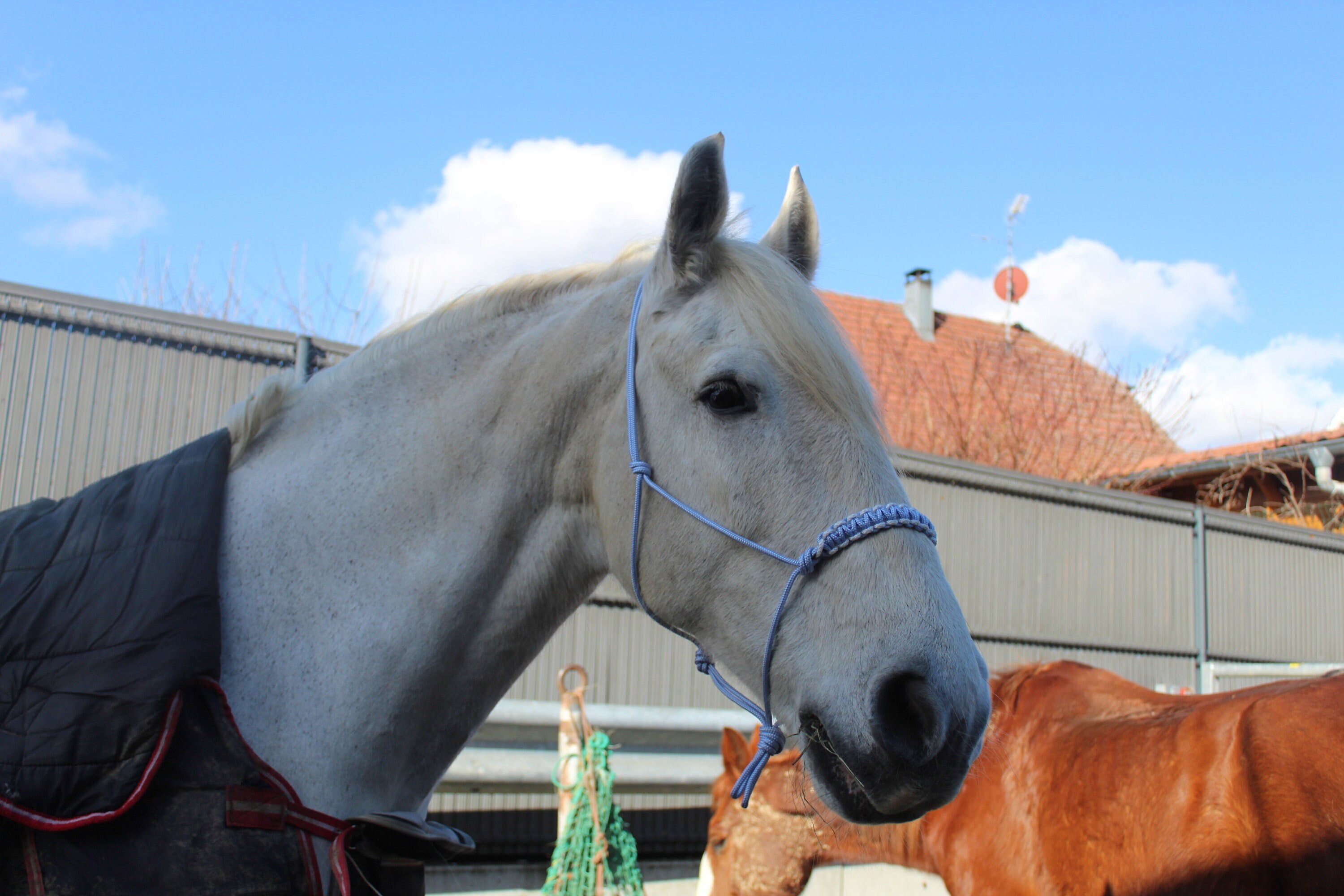 Licol Éthologique Lavande et Blanc