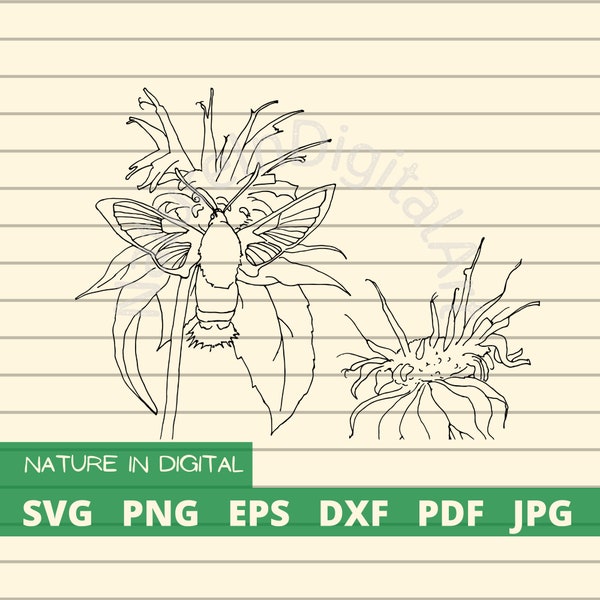 Descarga digital instantánea de planta de bergamota silvestre, polilla colibrí en flor SVG y archivo vectorial, plantas nativas dibujadas a mano