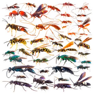 Peut inclure: Une collection de guêpes et de frelons colorés avec différents motifs d'ailes et de marques corporelles. Les insectes sont disposés en grille sur un fond blanc.