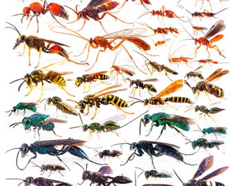 May include: A collection of colourful wasps and hornets with various wing patterns and body markings. The insects are arranged in a grid pattern against a white background.