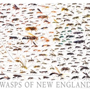 NEW ENGLAND WASPS - Poster (with key)