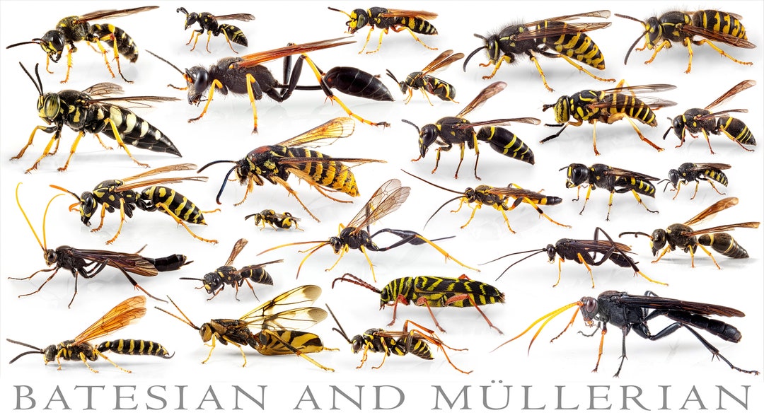 Mimicry Poster Israel