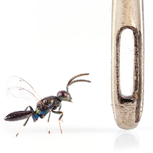 In the eye of the needle - Archival Pigment Print
