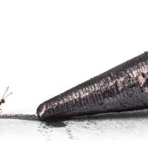 Fairyfly! Polynema sp - Archival Pigment Print