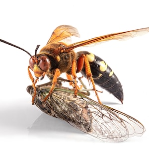Sphecius speciosus female and prey - Archival Pigment Print