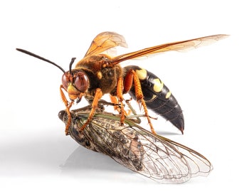 Sphecius speciosus female and prey - Archival Pigment Print