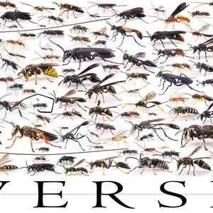 Diversity - poster