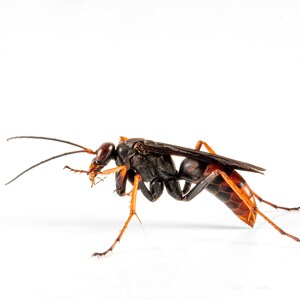 Tachypompilus ferrugineus nigrescens female - Archival Pigment Print