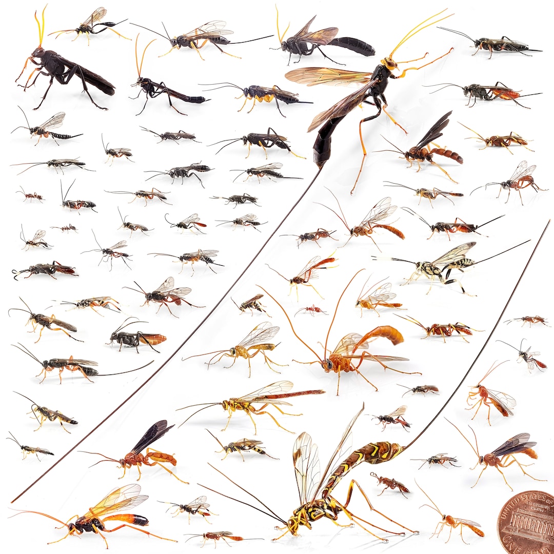 Ichneumonids of New England - Poster - Etsy