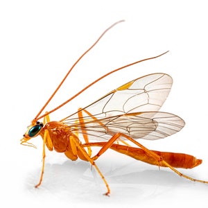 Netelia sp. - Archival Pigment Print